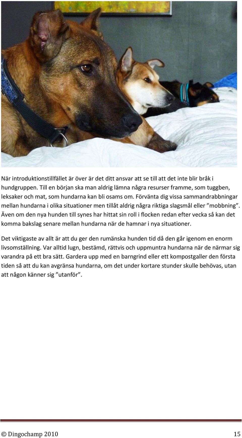 Förvänta dig vissa sammandrabbningar mellan hundarna i olika situationer men tillåt aldrig några riktiga slagsmål eller mobbning.