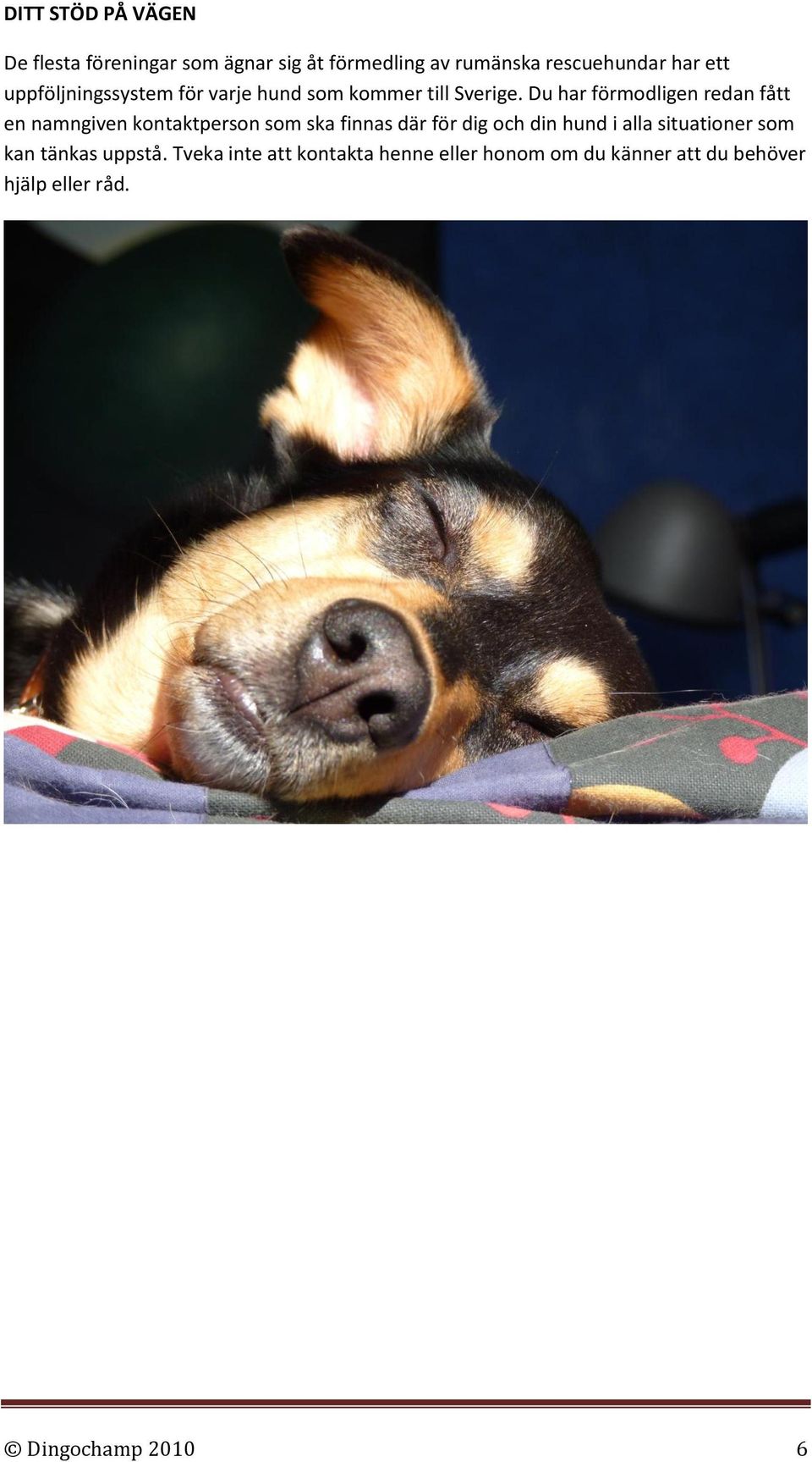 Du har förmodligen redan fått en namngiven kontaktperson som ska finnas där för dig och din hund i