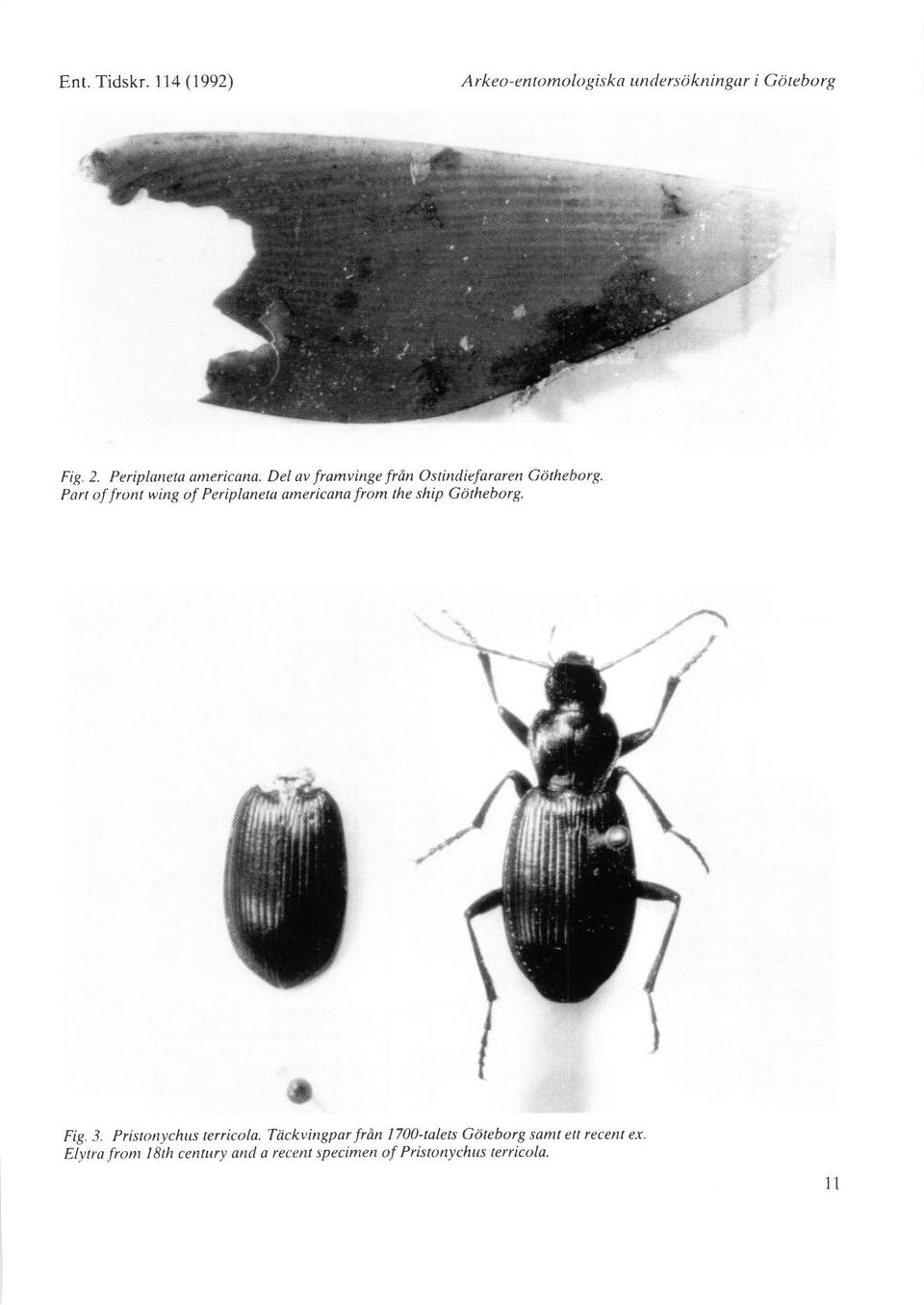 Part of front wing of Periplanetu americana from the ship Gdtheborg. Fig Pristorrychus terricola.