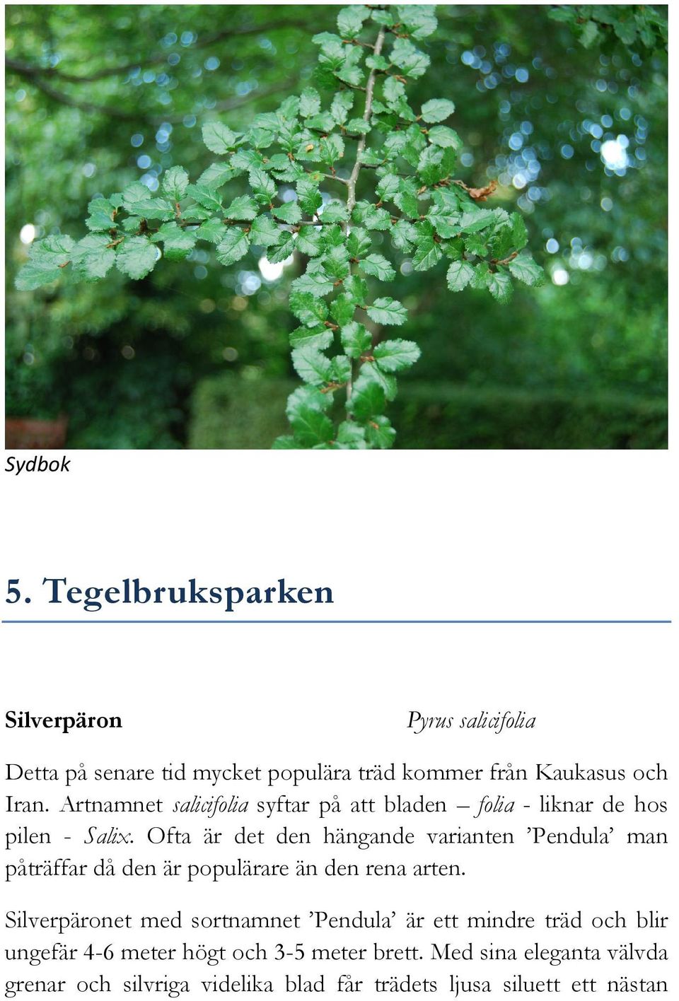 Ofta är det den hängande varianten Pendula man påträffar då den är populärare än den rena arten.