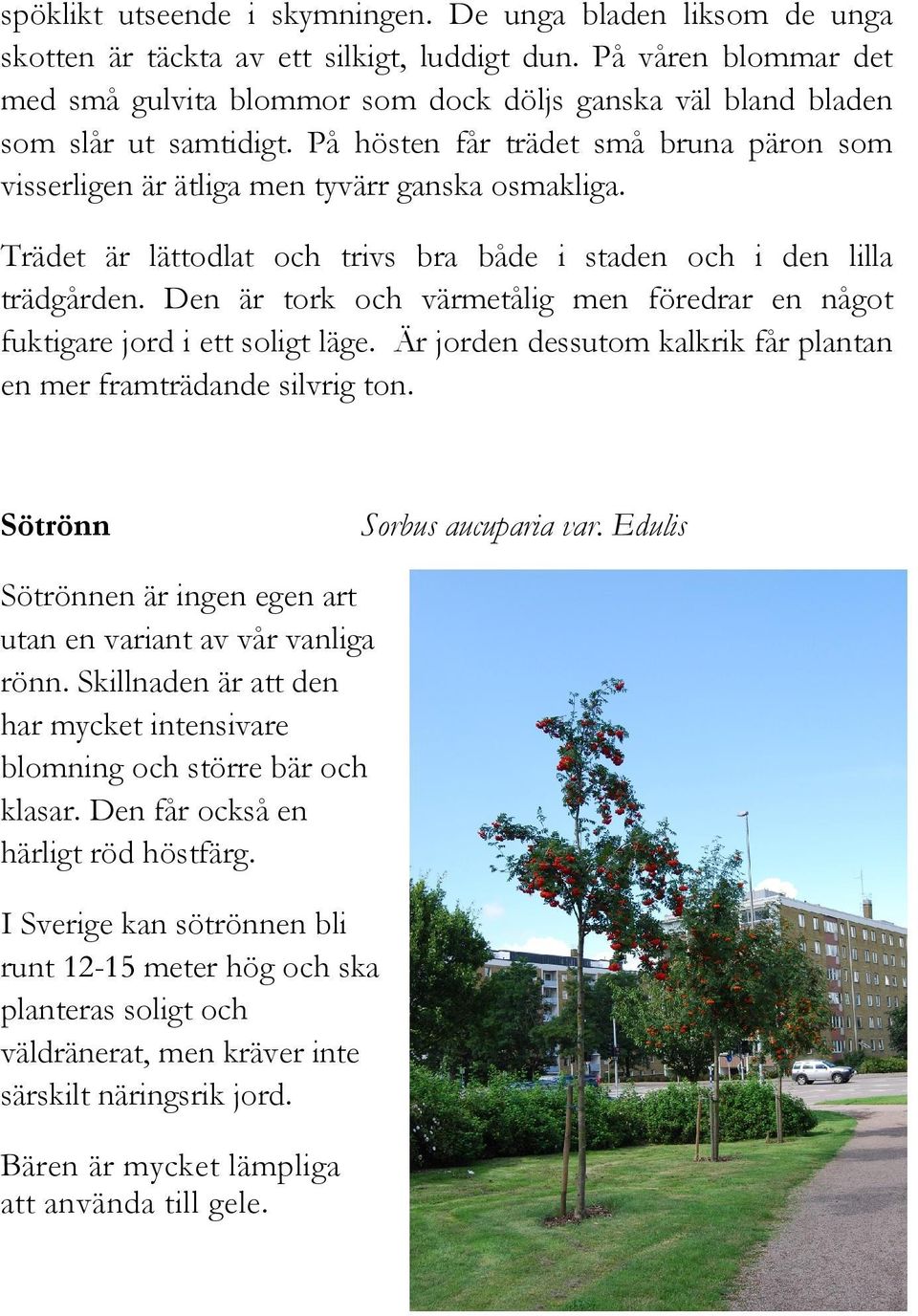 Trädet är lättodlat och trivs bra både i staden och i den lilla trädgården. Den är tork och värmetålig men föredrar en något fuktigare jord i ett soligt läge.
