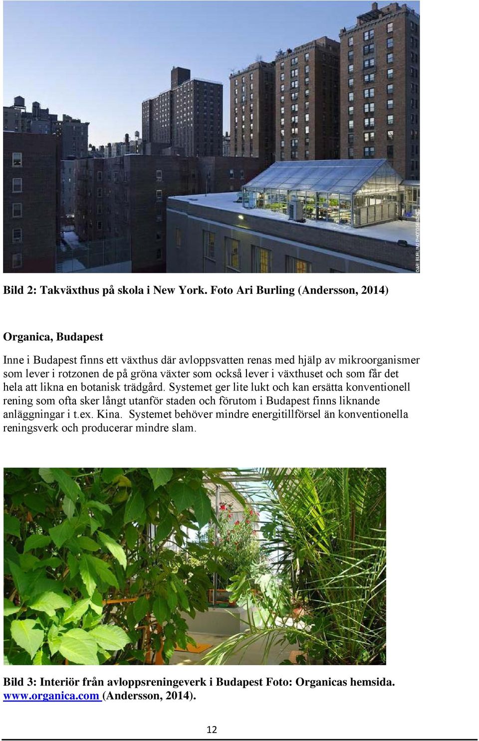gröna växter som också lever i växthuset och som får det hela att likna en botanisk trädgård.