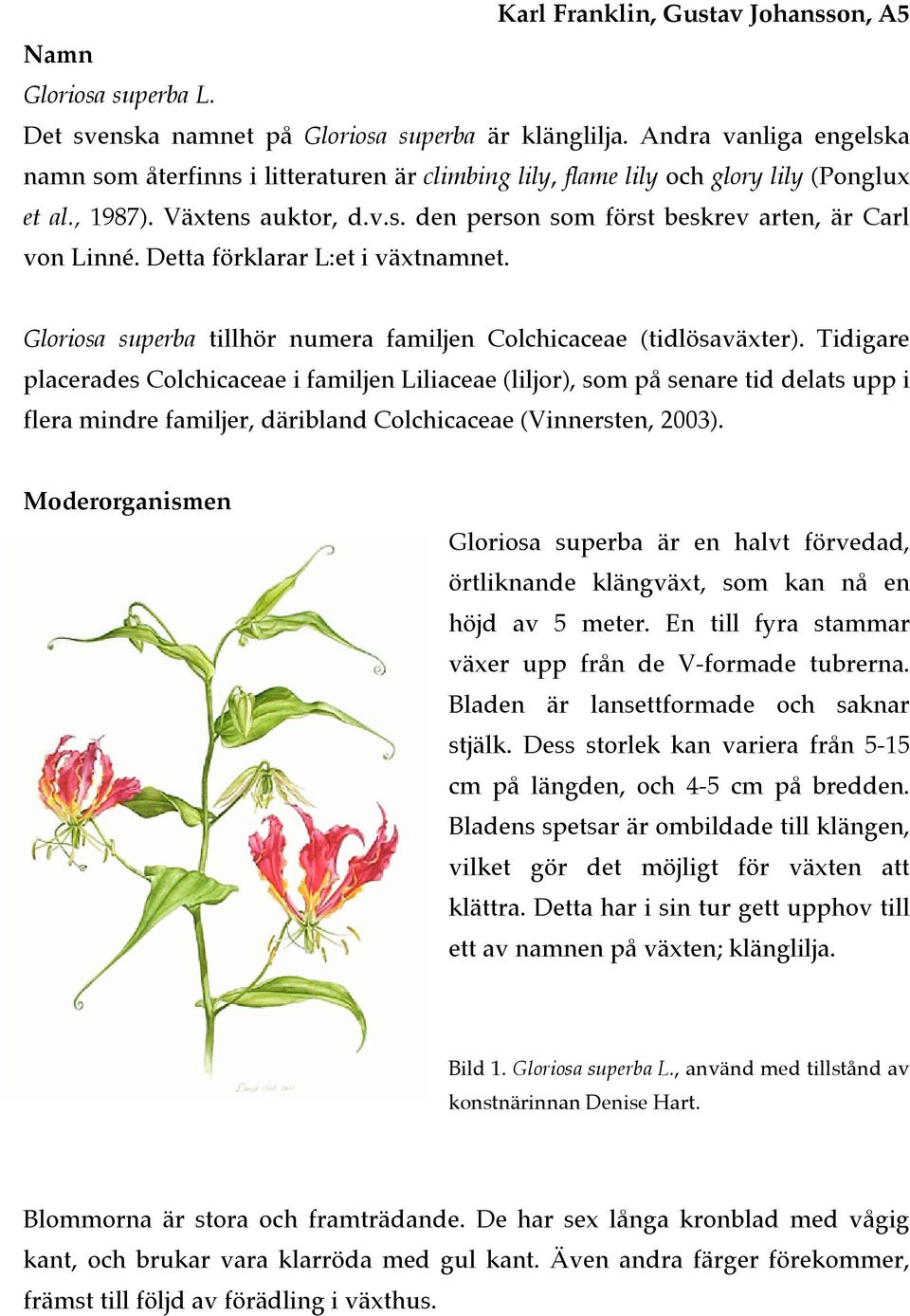 Detta förklarar L:et i växtnamnet. Gloriosa superba tillhör numera familjen Colchicaceae (tidlösaväxter).