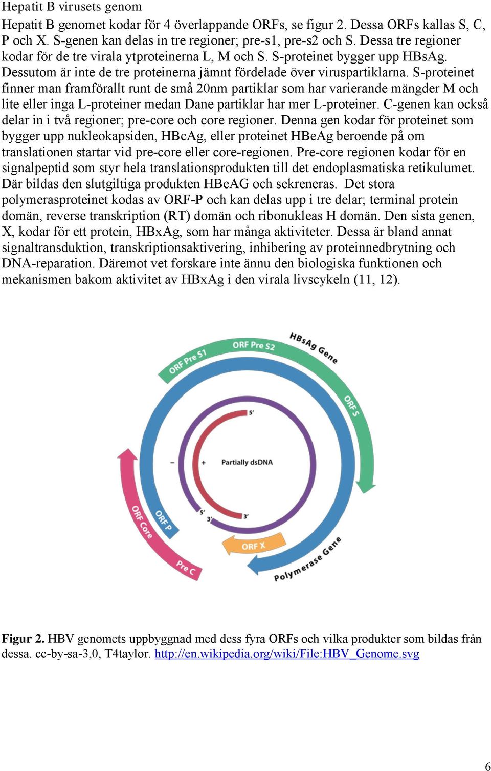 S-proteinet finner man framförallt runt de små 20nm partiklar som har varierande mängder M och lite eller inga L-proteiner medan Dane partiklar har mer L-proteiner.