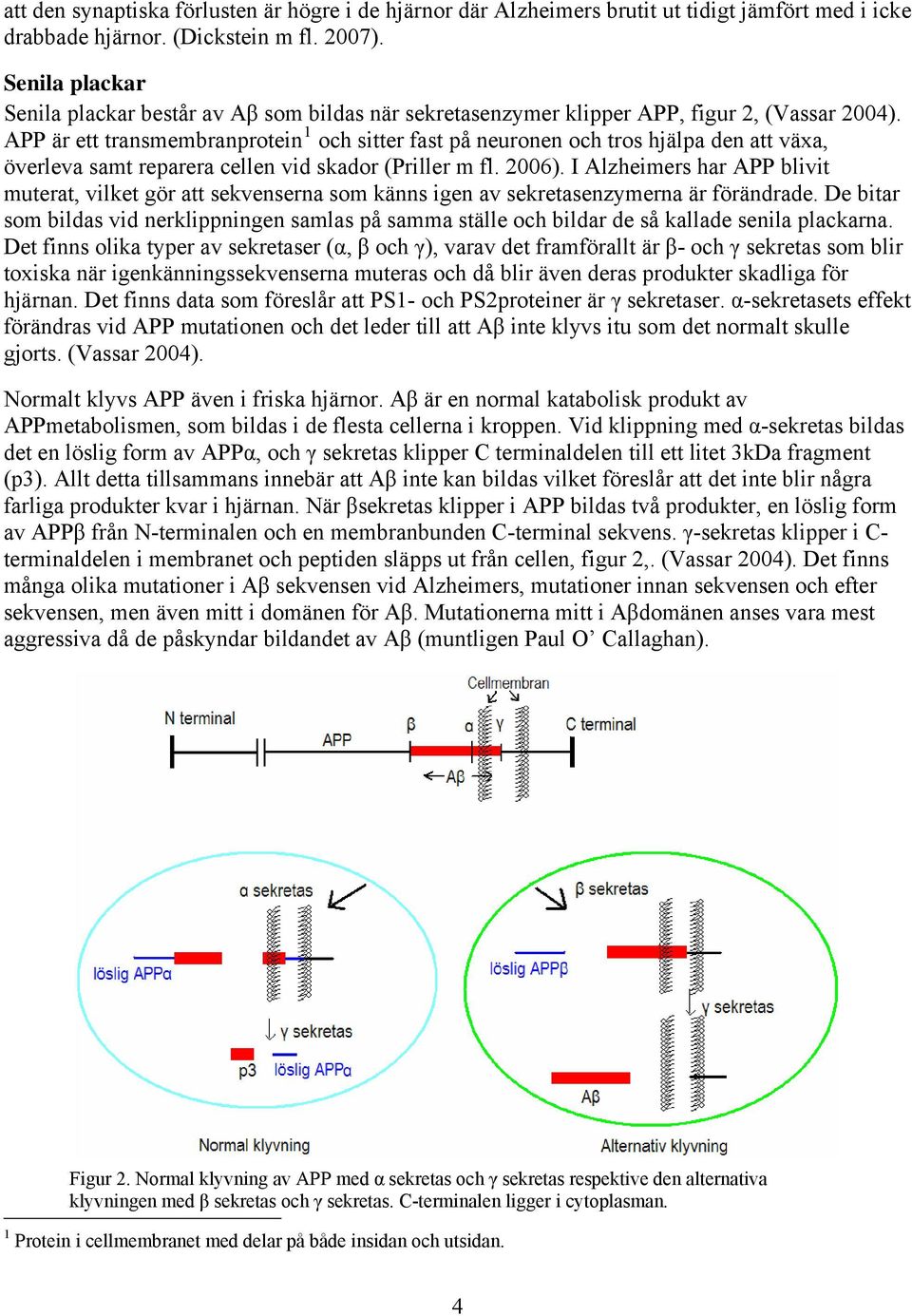 APP är ett transmembranprotein 1 och sitter fast på neuronen och tros hjälpa den att växa, överleva samt reparera cellen vid skador (Priller m fl. 2006).