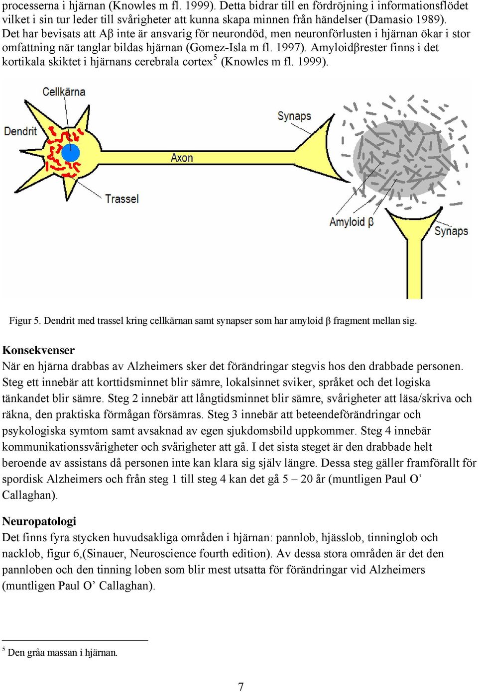 Amyloidβrester finns i det kortikala skiktet i hjärnans cerebrala cortex 5 (Knowles m fl. 1999). Figur 5. Dendrit med trassel kring cellkärnan samt synapser som har amyloid β fragment mellan sig.