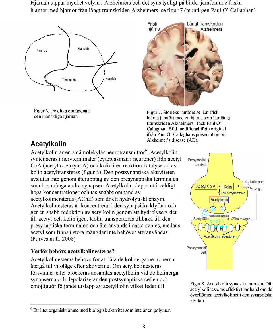 Acetylkolin syntetiseras i nervterminaler (cytoplasman i neuroner) från acetyl CoA (acetyl coenzym A) och kolin i en reaktion katalyserad av kolin acetyltransferas (figur 8).