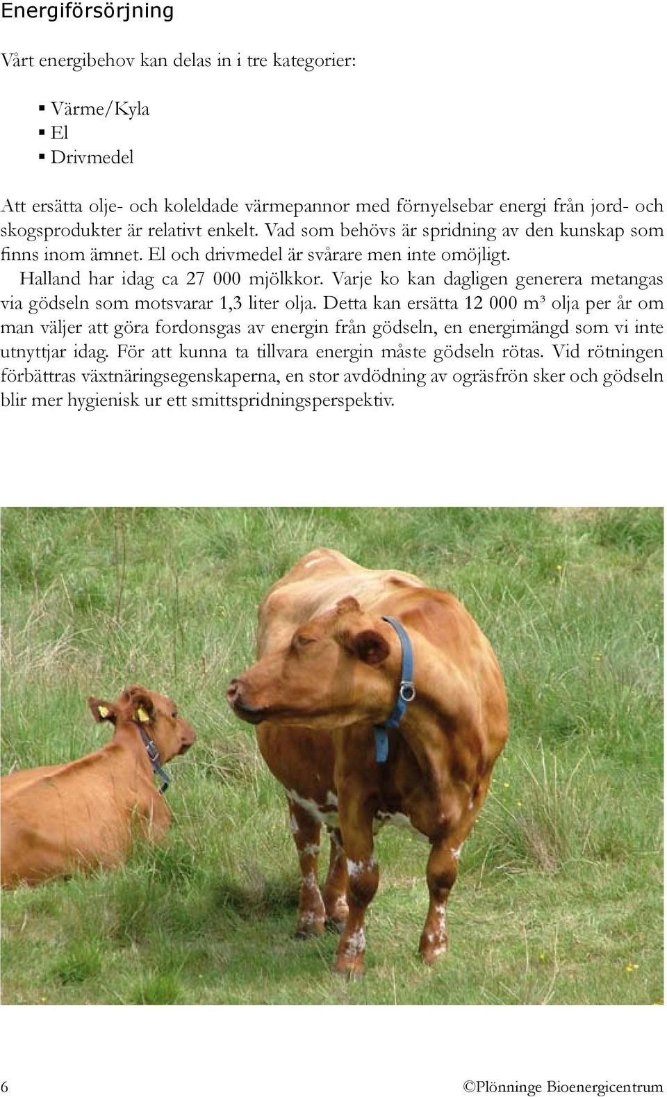 Varje ko kan dagligen generera metangas via gödseln som motsvarar 1,3 liter olja.
