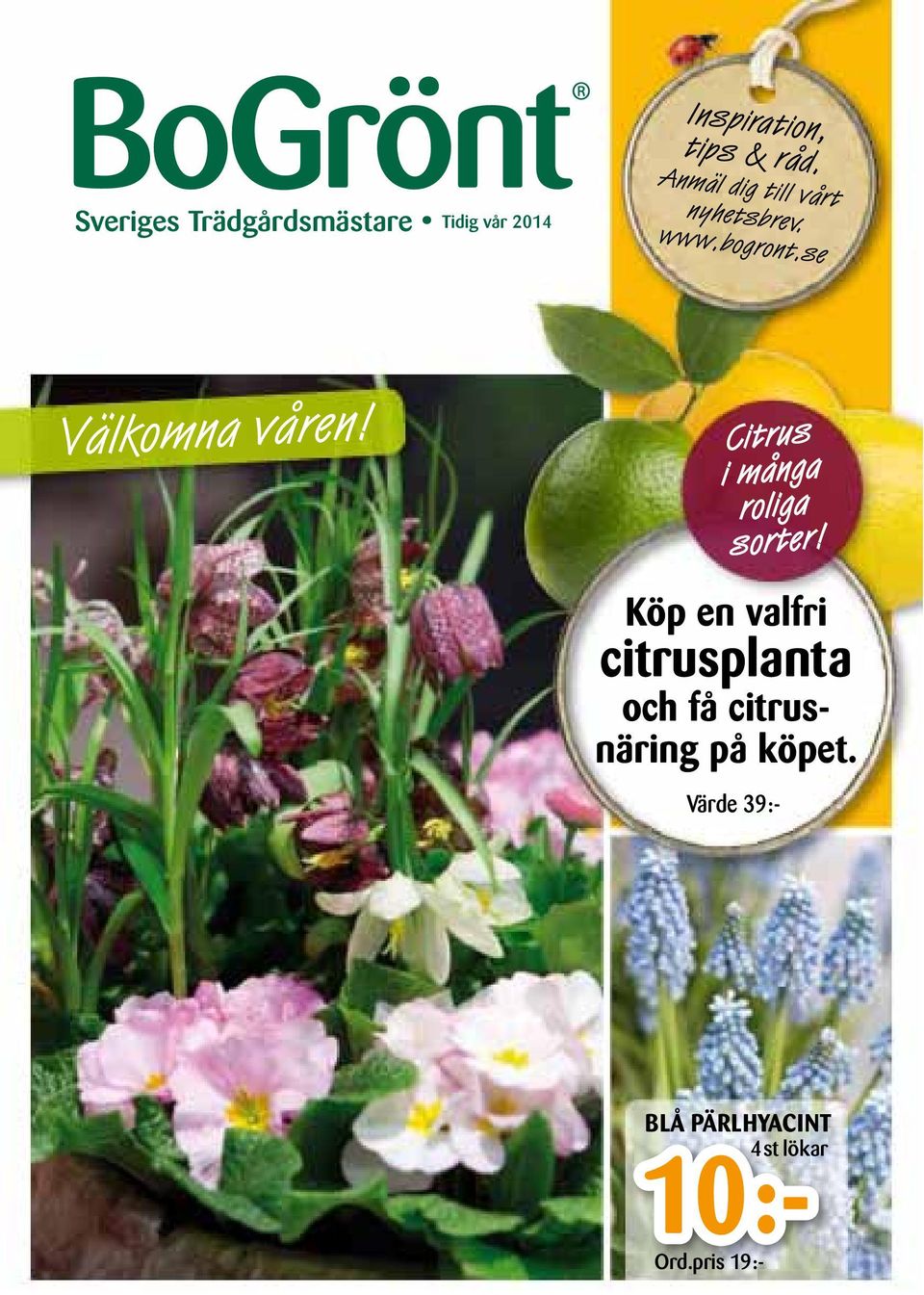 Citrus i många roliga sorter!