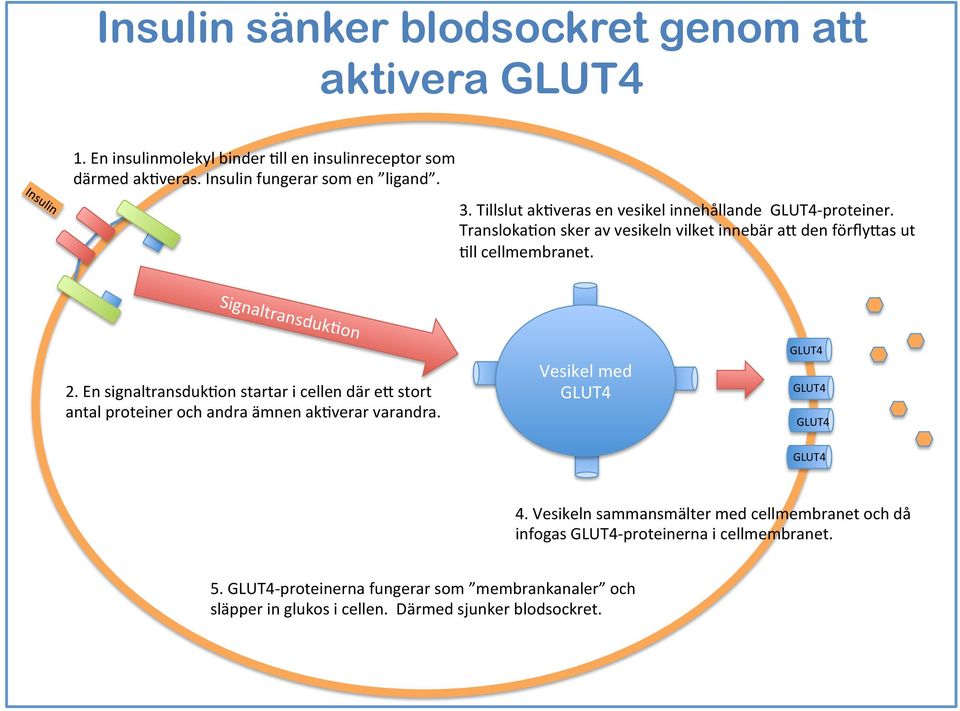 En signaltransduk-on startar i cellen där e; stort antal proteiner och andra ämnen ak-verar varandra. Vesikel med GLUT4 GLUT4 GLUT4 GLUT4 GLUT4 4.