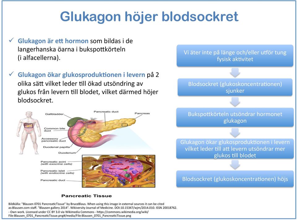 Vi äter inte på länge och/eller ulör tung fysisk ak-vitet Blodsockret (glukoskoncentra-onen) sjunker Bukspo;körteln utsöndrar hormonet glukagon Glukagon ökar glukosproduk-onen i levern vilket leder