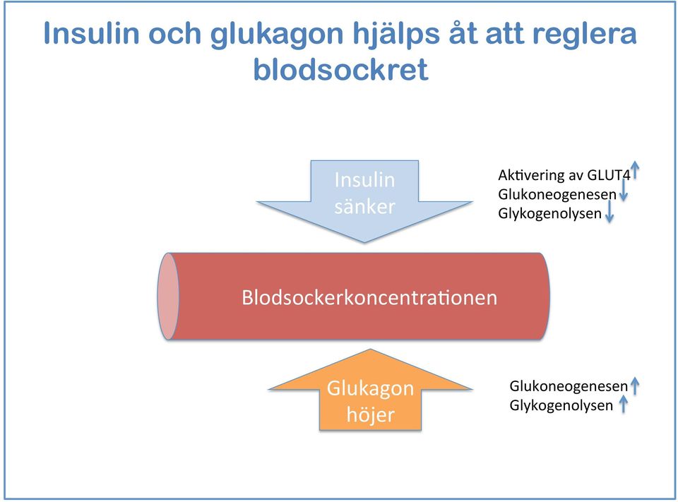 Glukoneogenesen Glykogenolysen