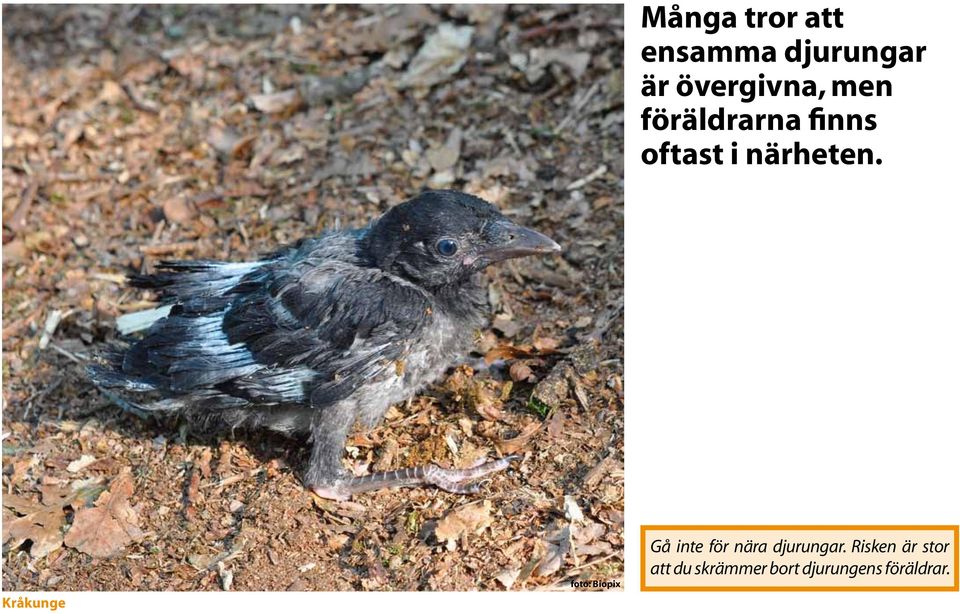 Kråkunge foto: Biopix Gå inte för nära djurungar.