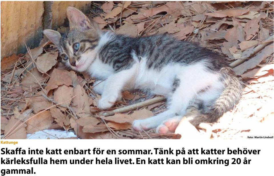 Tänk på att katter behöver kärleksfulla