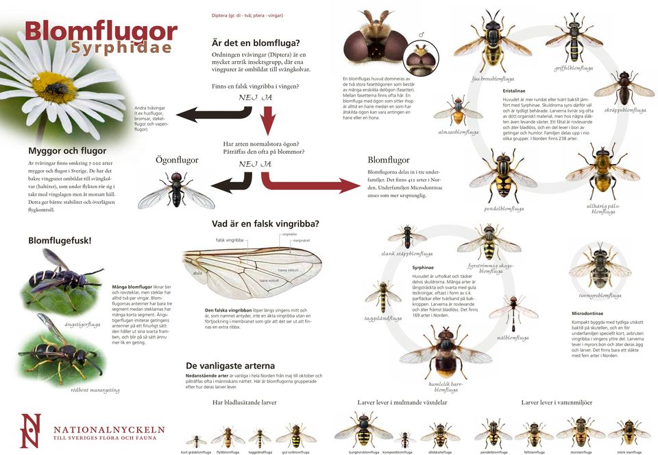 Blomflugefusk! Andra tvåvingar (t.ex husflugor, bromsar, stekelflugor och vapenflugor). Ögonflugor Diptera (gr. di - två; ptera - vingar) Är det en blomfluga?
