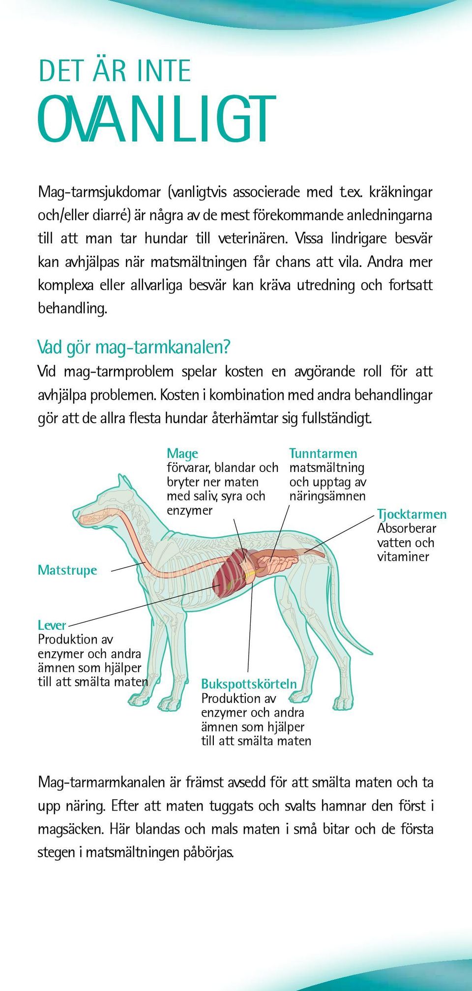 Vid mag-tarmproblem spelar kosten en avgörande roll för att avhjälpa problemen. Kosten i kombination med andra behandlingar gör att de allra flesta hundar återhämtar sig fullständigt.