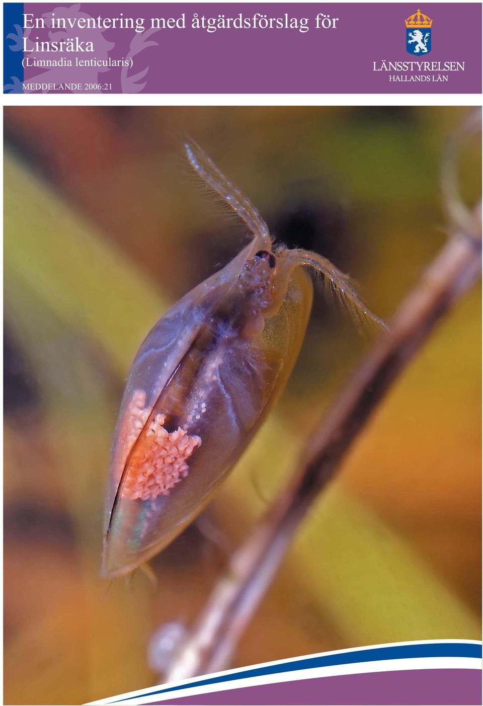 Linsräka (Limnadia