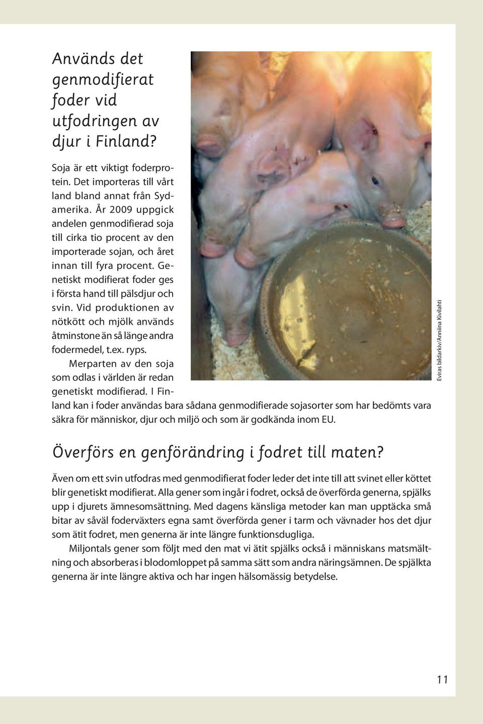 Vid produktionen av nötkött och mjölk används åtminstone än så länge andra fodermedel, t.ex. ryps. Merparten av den soja som odlas i världen är redan genetiskt modifierad.
