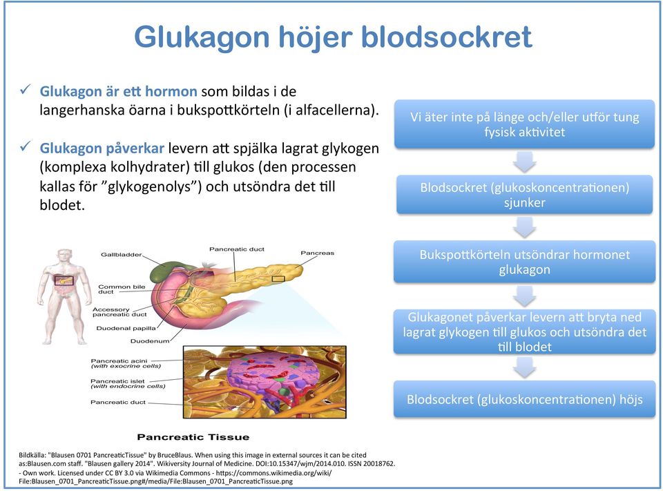 Vi äter inte på länge och/eller uoör tung fysisk akhvitet Blodsockret (glukoskoncentrahonen) sjunker Bukspo+körteln utsöndrar hormonet glukagon Glukagonet påverkar levern a+ bryta ned lagrat glykogen