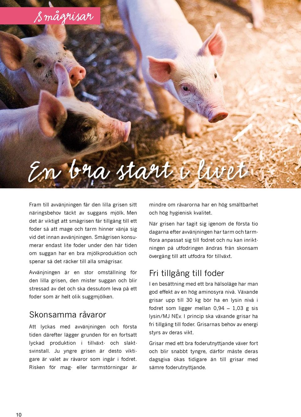 Smågrisen konsumerar endast lite foder under den här tiden om suggan har en bra mjölkproduktion och spenar så det räcker till alla smågrisar.