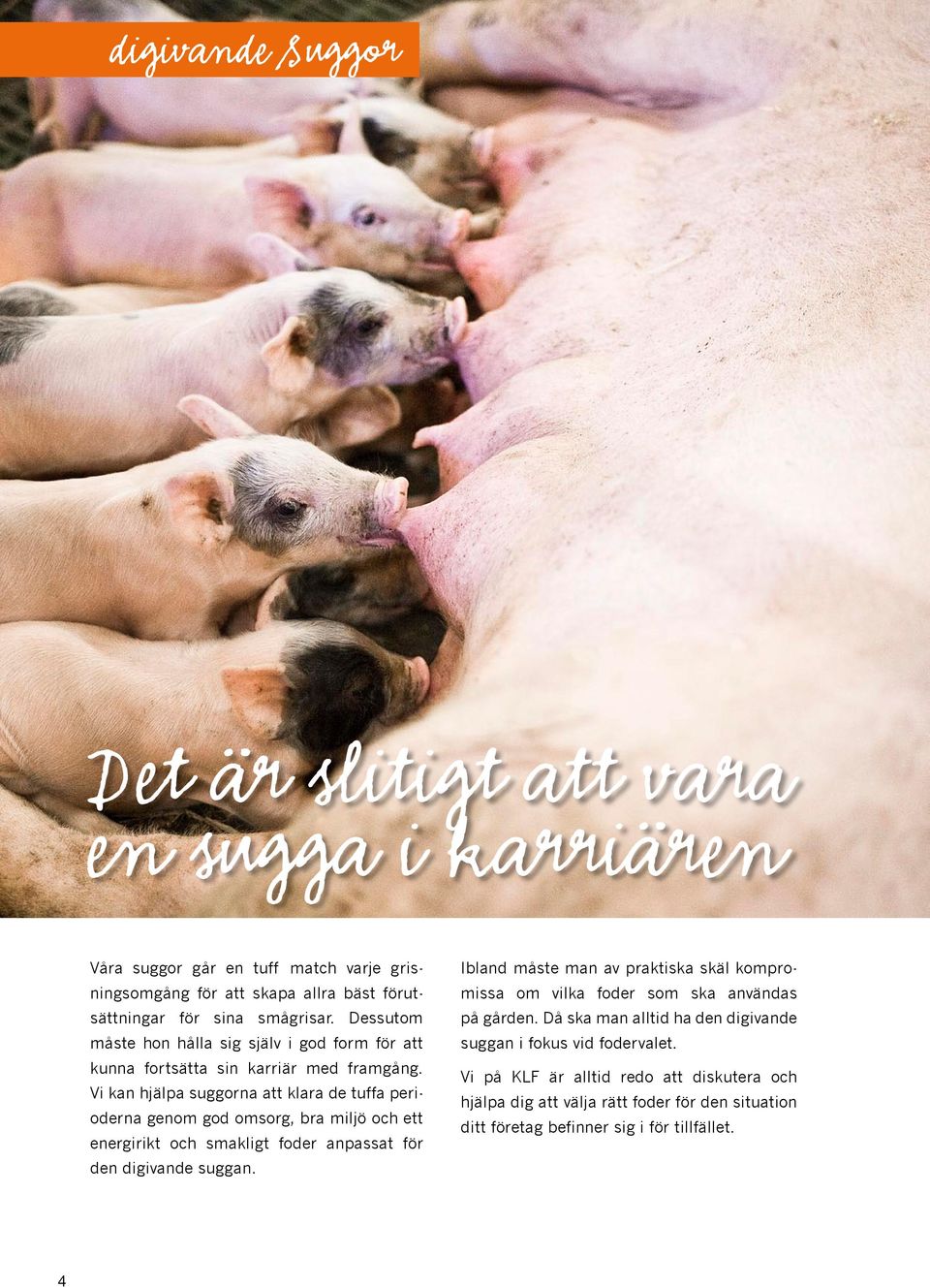 Vi kan hjälpa suggorna att klara de tuffa perioderna genom god omsorg, bra miljö och ett energirikt och smakligt foder anpassat för den digivande suggan.