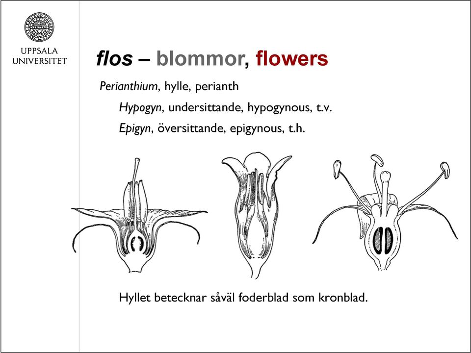 hypogynous, t.v.