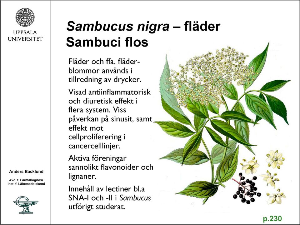 Visad antiinflammatorisk och diuretisk effekt i flera system.