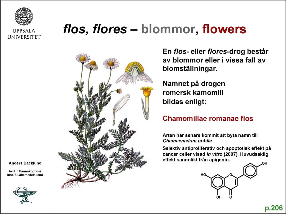 Namnet på drogen romersk kamomill bildas enligt: Chamomillae romanae flos Arten har senare kommit