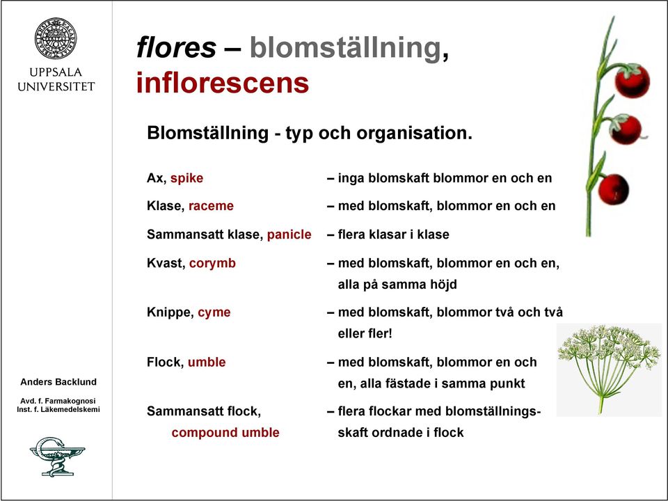 klasar i klase Kvast, corymb med blomskaft, blommor en och en, alla på samma höjd Knippe, cyme med blomskaft, blommor två