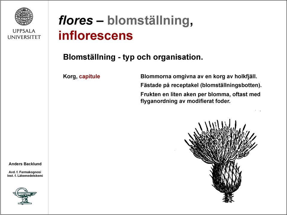 Korg, capitule Blommorna omgivna av en korg av holkfjäll.