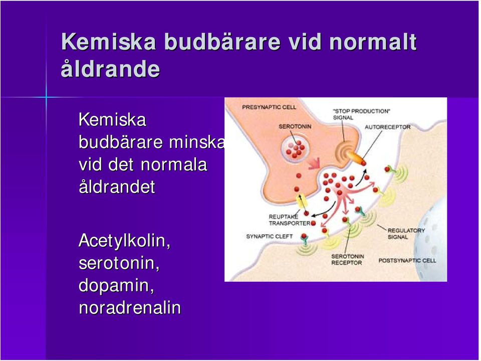 minskar vid det normala åldrandet