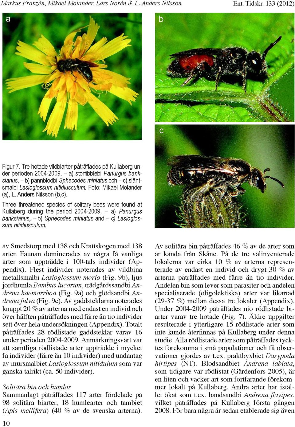 Three threatened species of solitary bees were found at Kullaberg during the period 2004-2009, a) Panurgus banksianus, b) Sphecodes miniatus and c) Lasioglossum nitidiusculum.