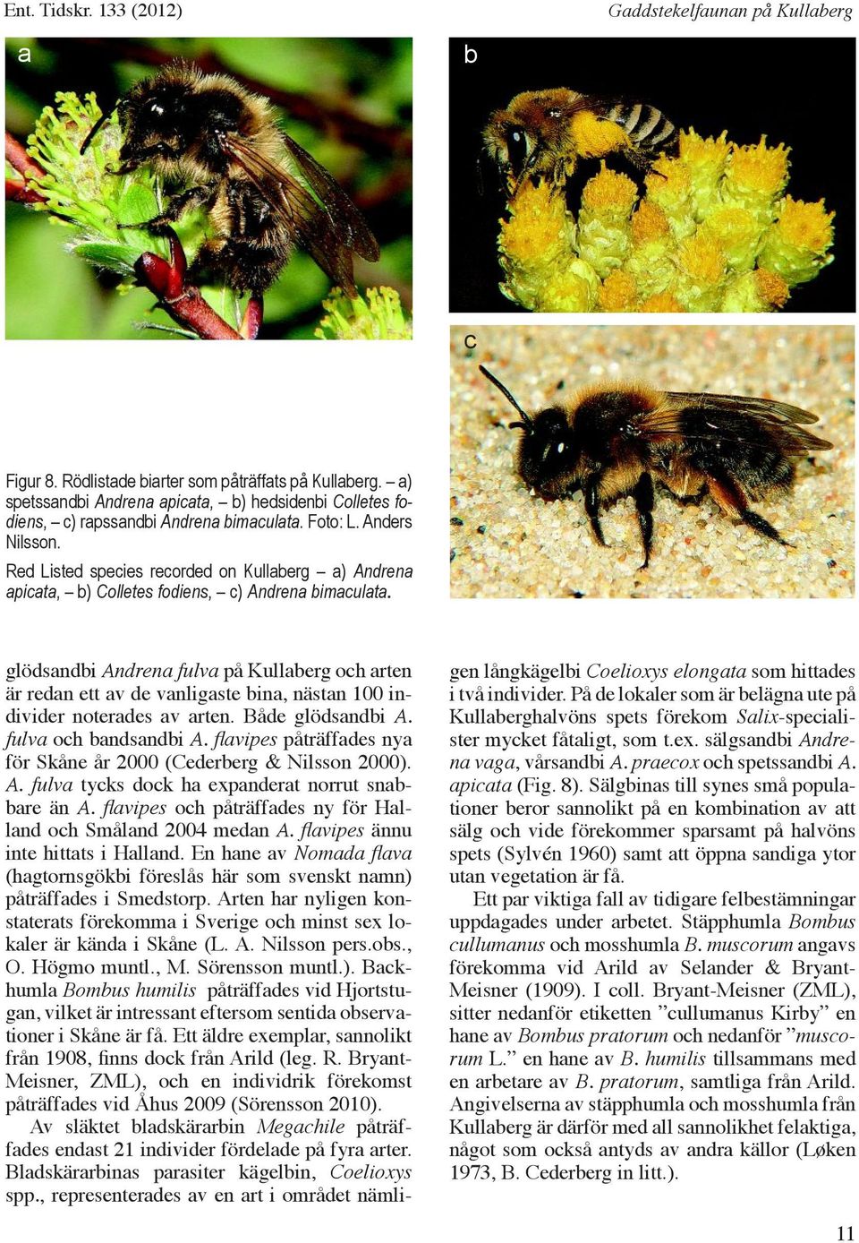 glödsandbi Andrena fulva på Kullaberg och arten är redan ett av de vanligaste bina, nästan 100 individer noterades av arten. Både glödsandbi A. fulva och bandsandbi A.