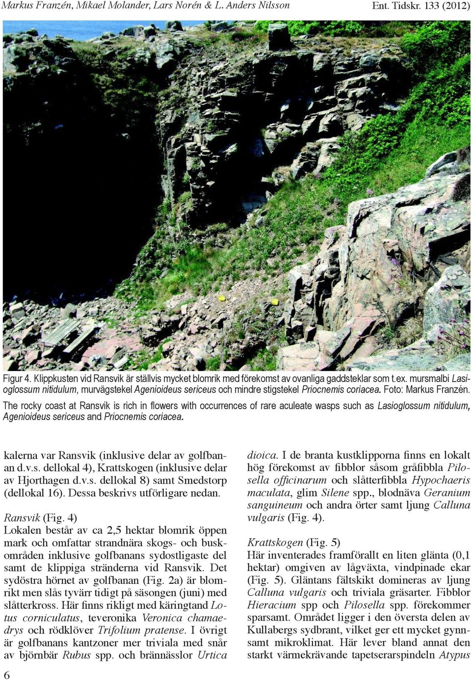 The rocky coast at Ransvik is rich in flowers with occurrences of rare aculeate wasps such as Lasioglossum nitidulum, Agenioideus sericeus and Priocnemis coriacea.