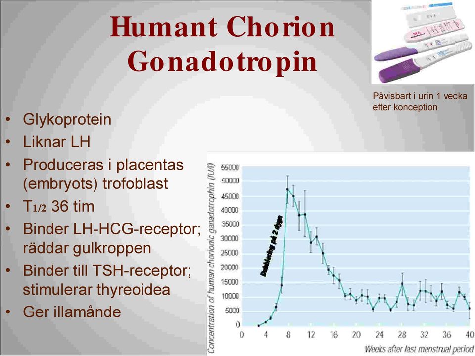 LH-HCG-receptor; räddar gulkroppen Binder till TSH-receptor;