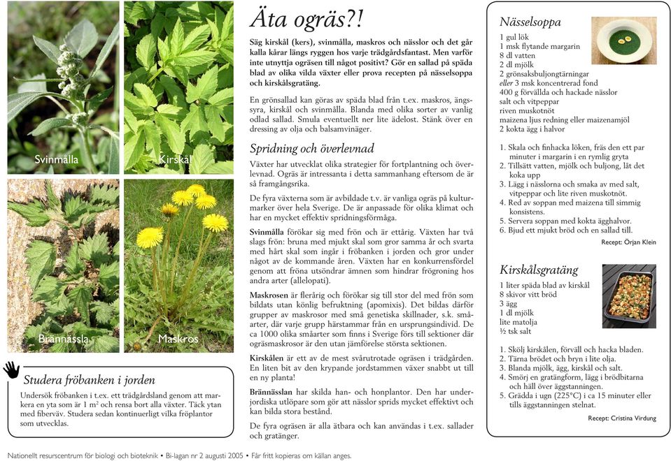 Men varför inte utnyttja ogräsen till något positivt? Gör en sallad på späda blad av olika vilda växter eller prova recepten på nässelsoppa och kirskålsgratäng.