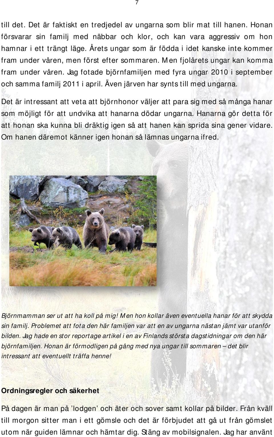 Jag fotade björnfamiljen med fyra ungar 2010 i september och samma familj 2011 i april. Även järven har synts till med ungarna.