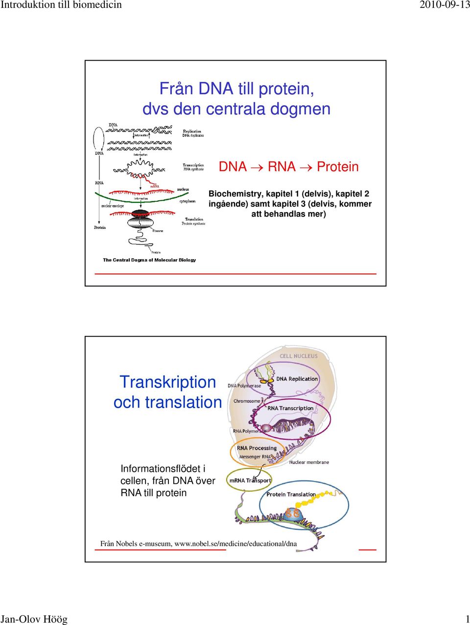 behandlas mer) Transkription och translation Informationsflödet i cellen, från DNA