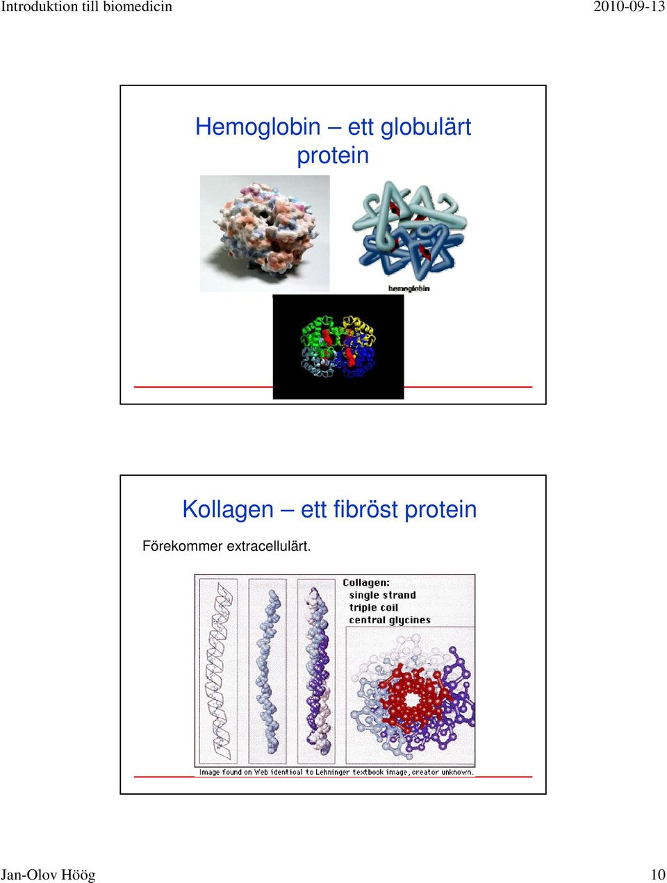 fibröst protein Förekommer