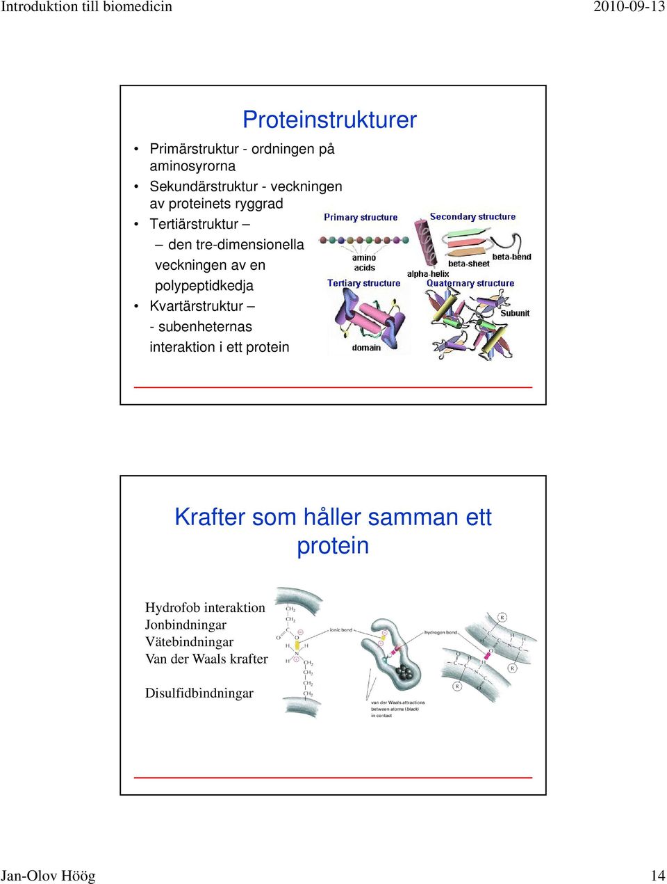 Kvartärstruktur - subenheternas interaktion i ett protein Krafter som håller samman ett protein