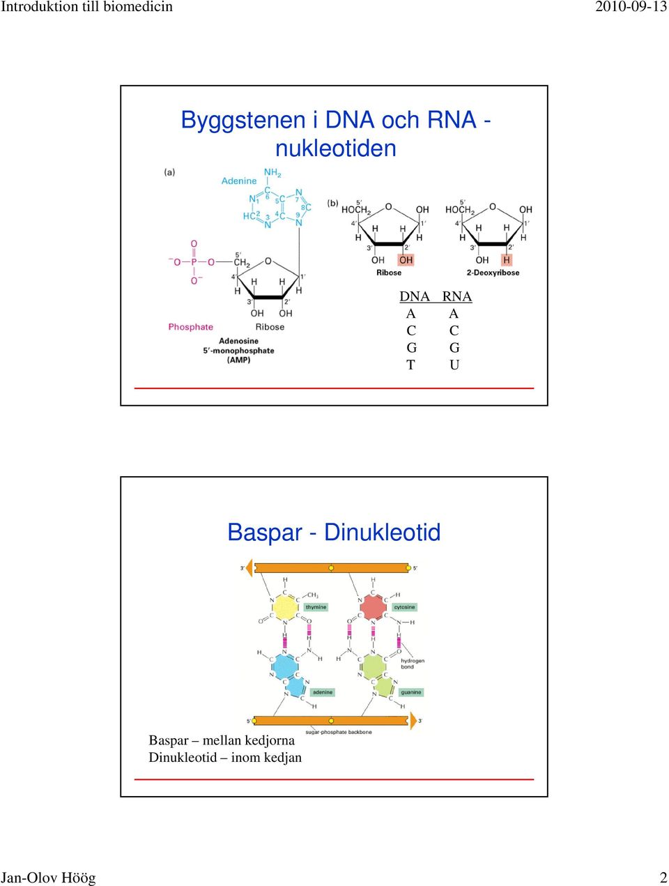 Baspar - Dinukleotid Baspar mellan