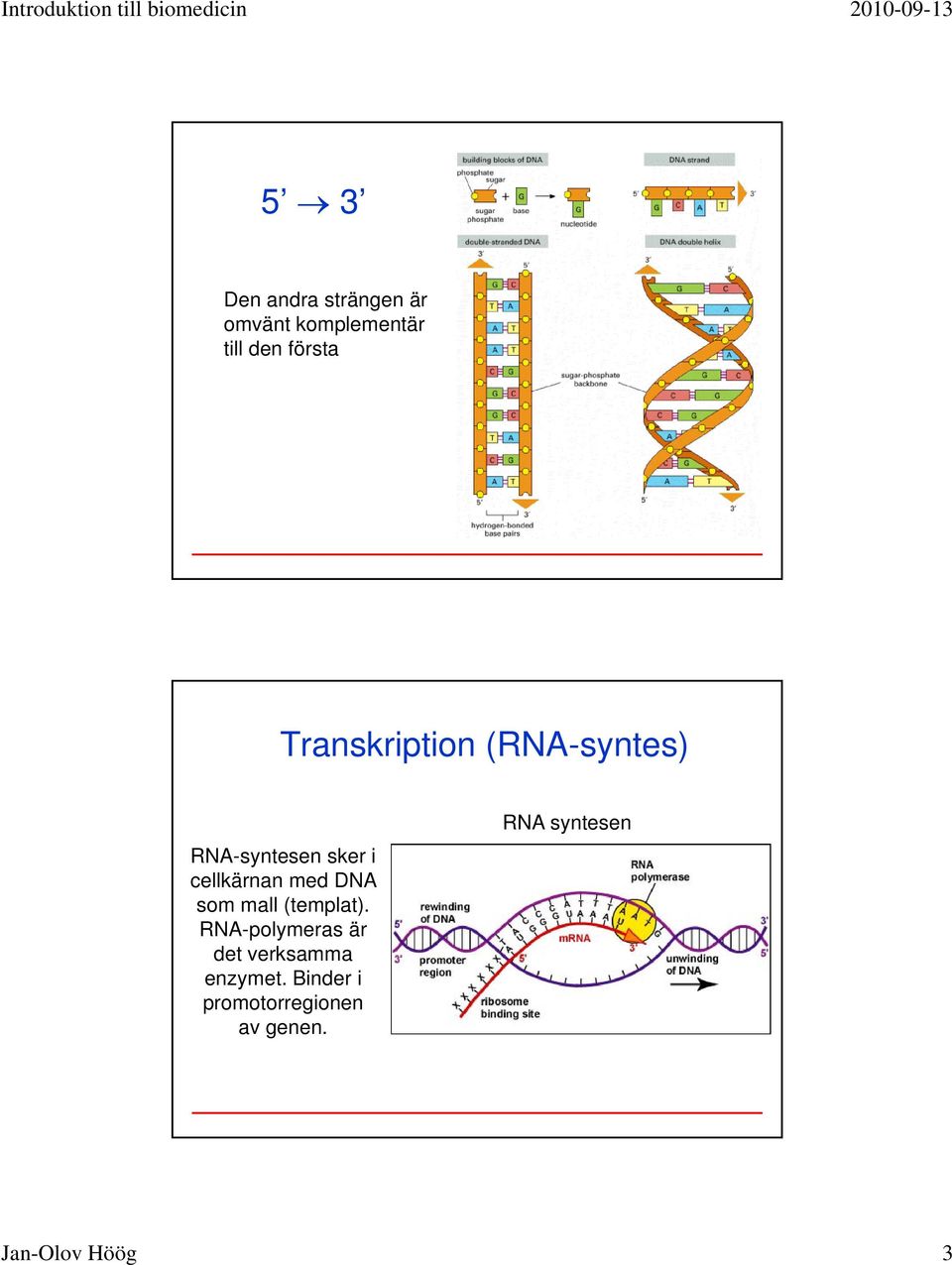 DNA som mall (templat). RNA-polymeras är det verksamma enzymet.