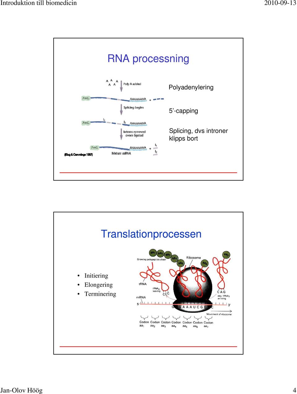 klipps bort Translationprocessen