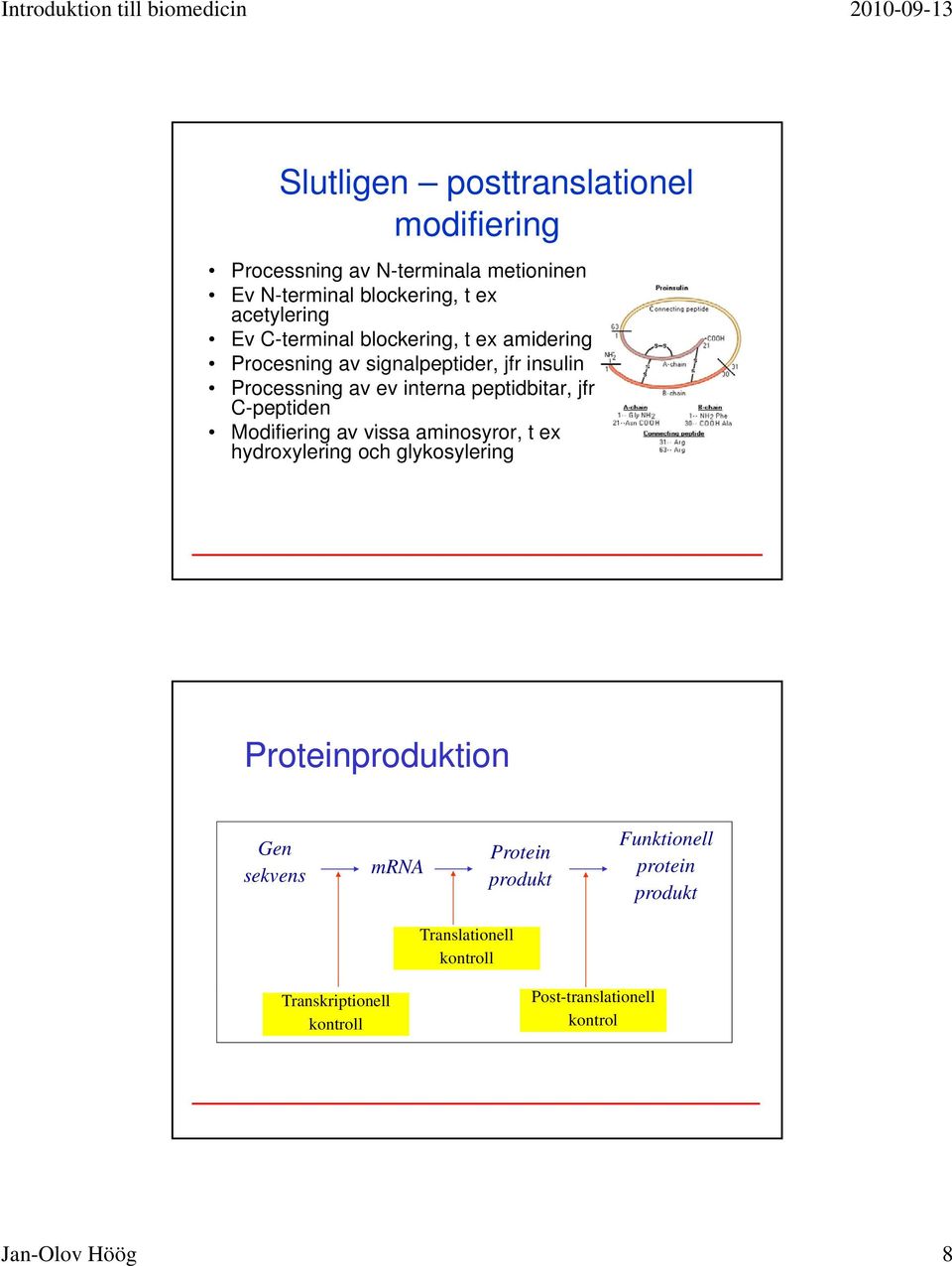 C-peptiden Modifiering i av vissa aminosyror, t ex hydroxylering och glykosylering Proteinproduktion Gen sekvens mrna Protein