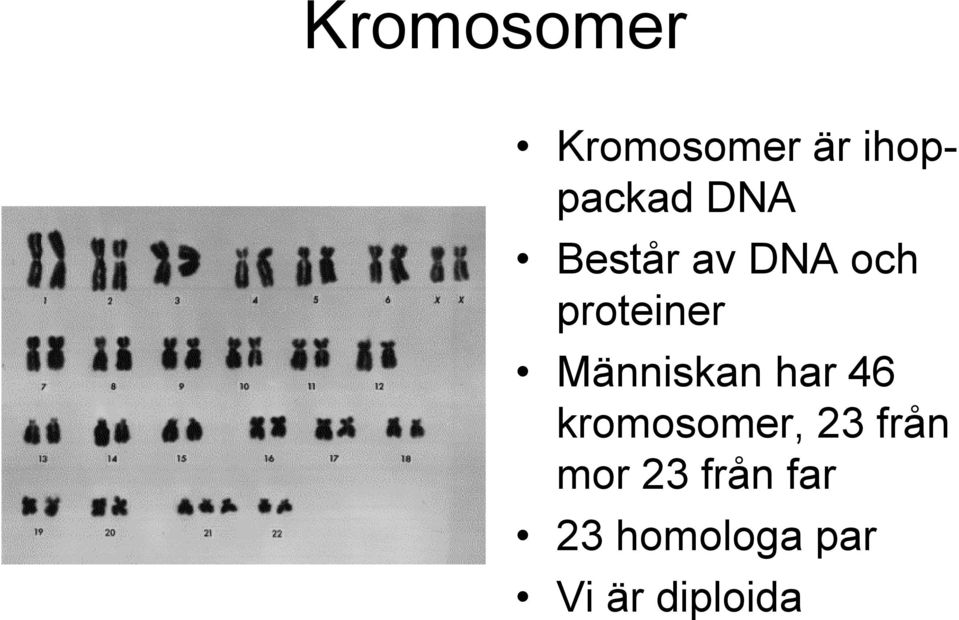 Människan har 46 kromosomer, 23 från