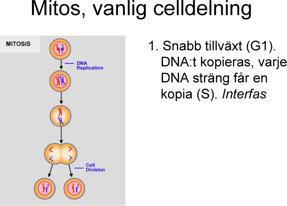 DNA:t kopieras, varje DNA