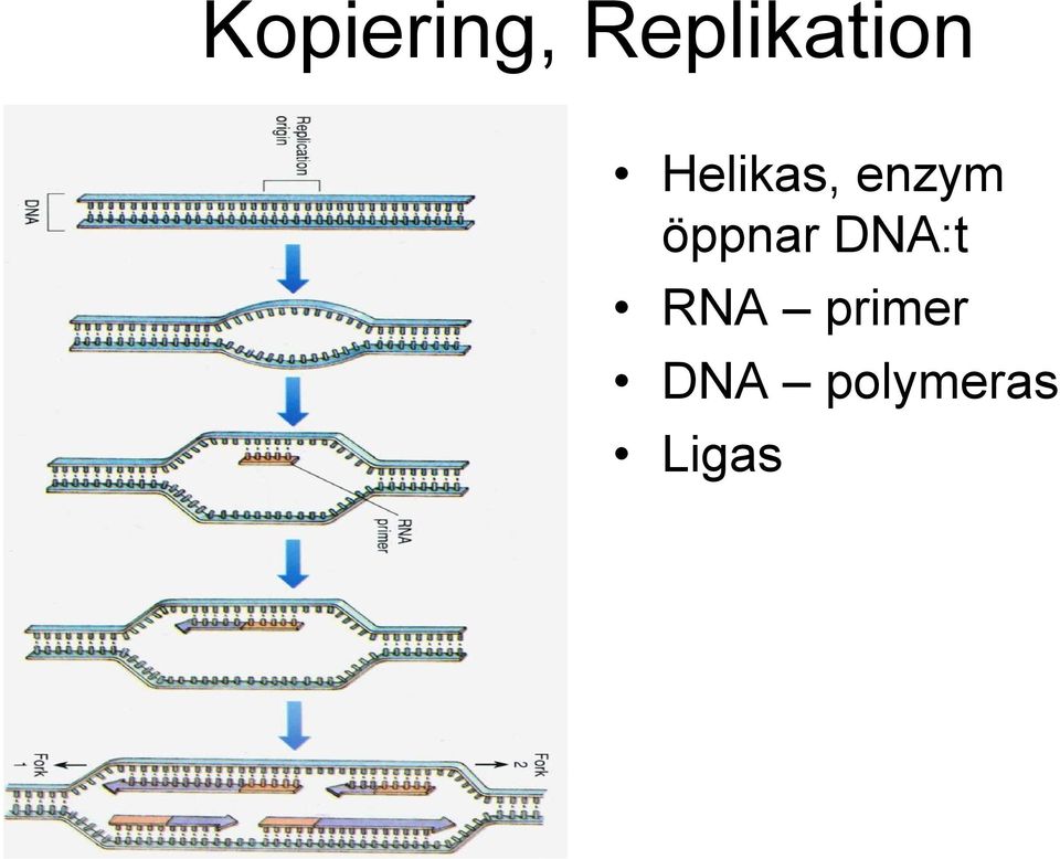 enzym öppnar DNA:t