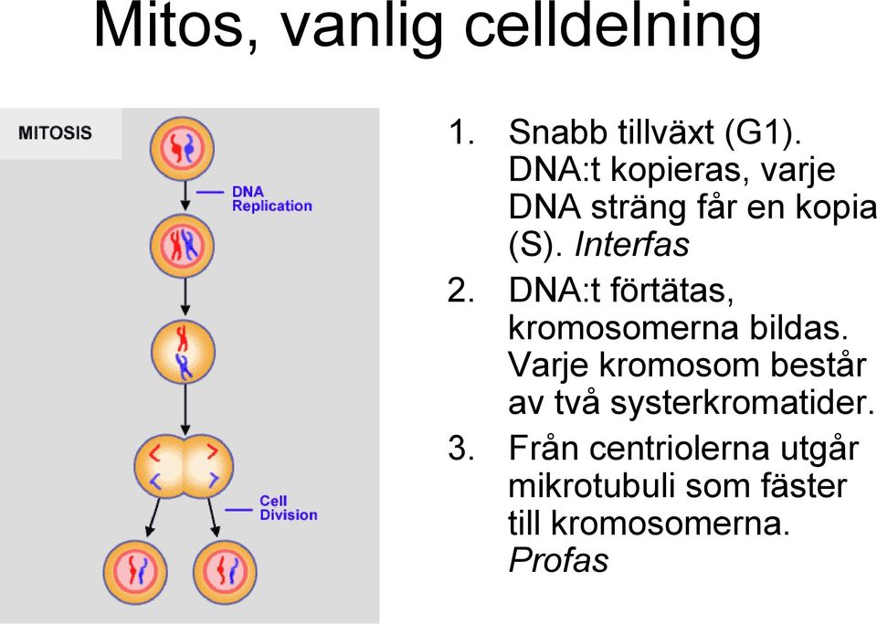 DNA:t förtätas, kromosomerna bildas.