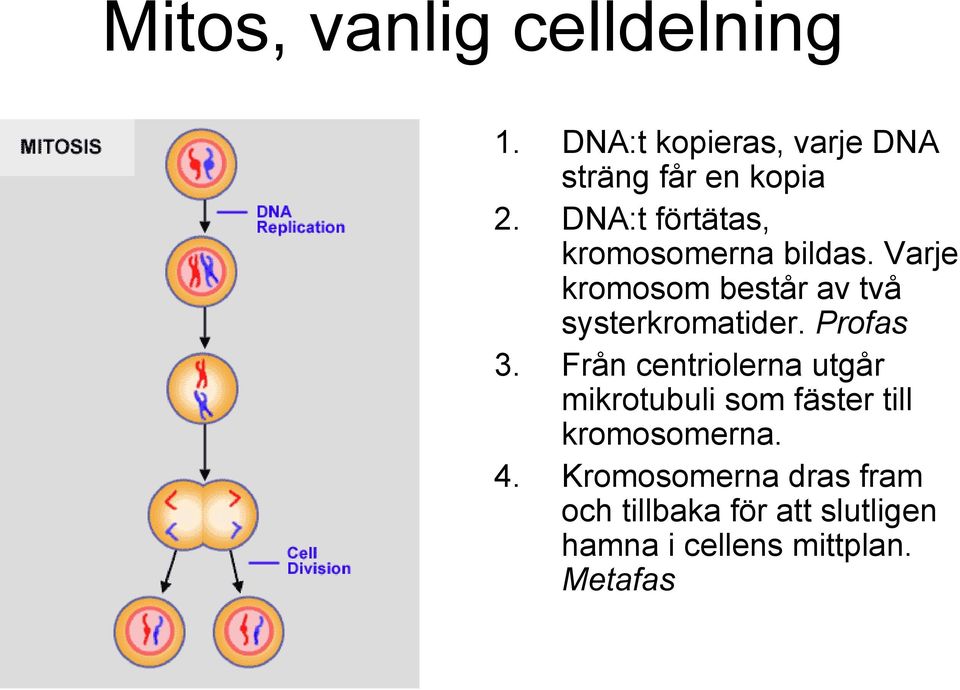 Varje kromosom består av två systerkromatider. Profas 3.