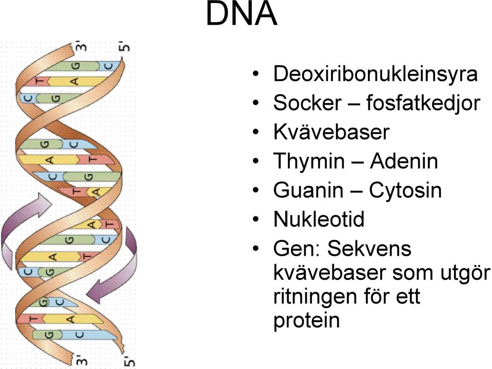 Guanin Cytosin Nukleotid Gen: Sekvens